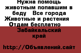 Нужна помощь животным попавшим в беду - Все города Животные и растения » Отдам бесплатно   . Забайкальский край